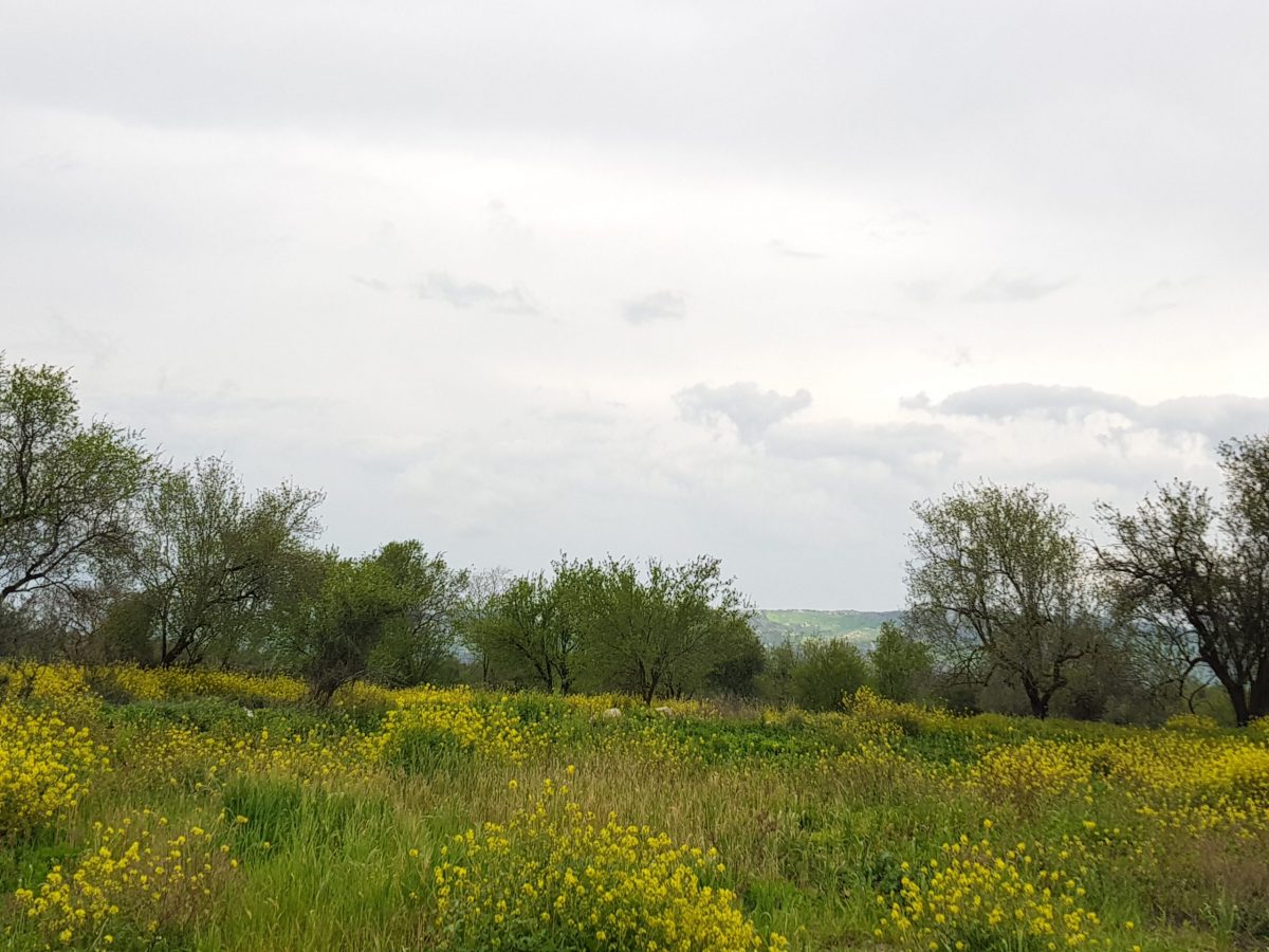 Field in Lasa, Paphos GRD4663