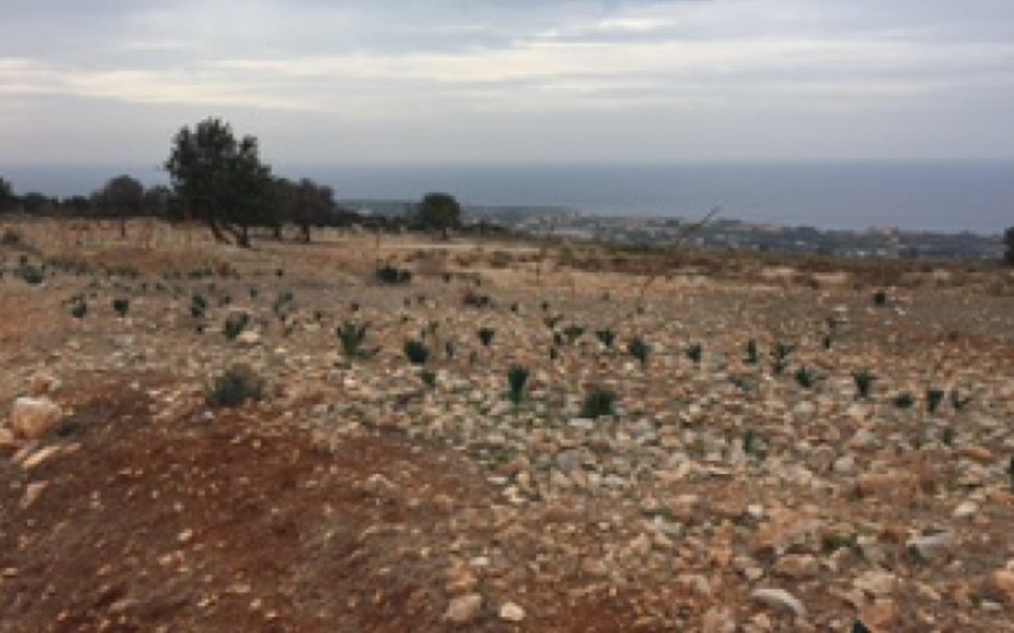 Paphos Pegia Residential Land For Sale RMR17027