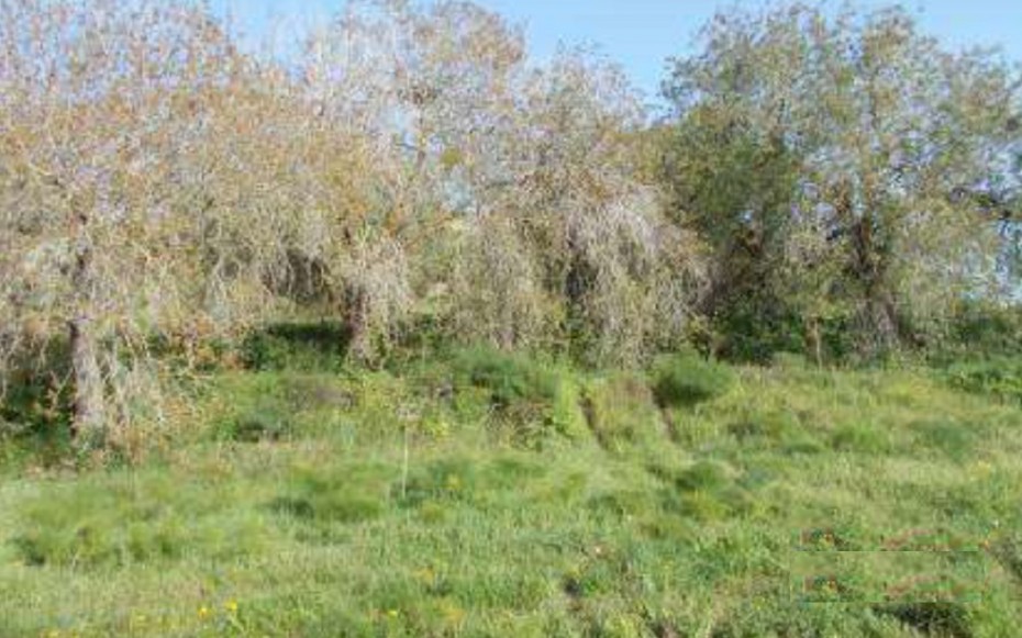 Paphos Tremithousa Residential Land For Sale RMR27973