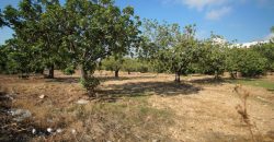 Paphos Mesogi Residential Land For Sale BSH19433