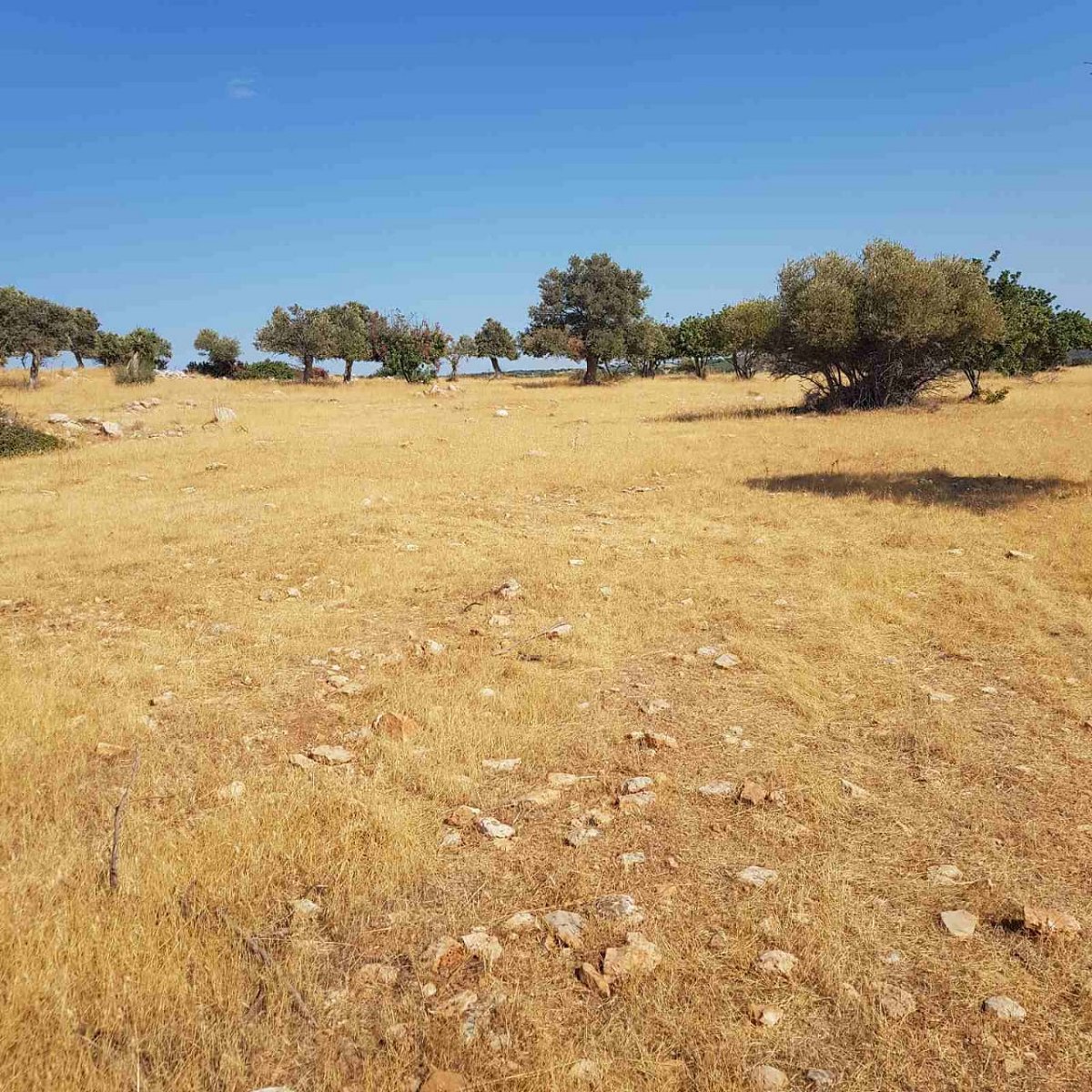 Limassol Prastio Avdimou Land Agricultural For Sale BC404