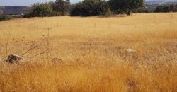 Limassol Prastio Avdimou Land Agricultural For Sale BC404