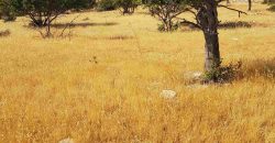 Limassol Prastio Avdimou Land Agricultural For Sale BC404