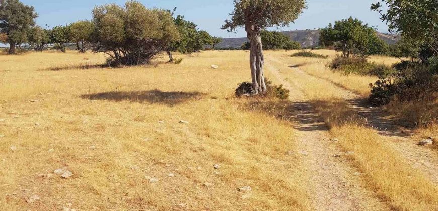 Limassol Prastio Avdimou Land Agricultural For Sale BC404