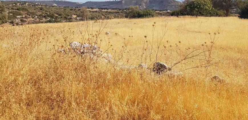 Limassol Prastio Avdimou Land Agricultural For Sale BC404