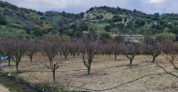 Paphos Kallepia Land Agricultural For Sale BC548