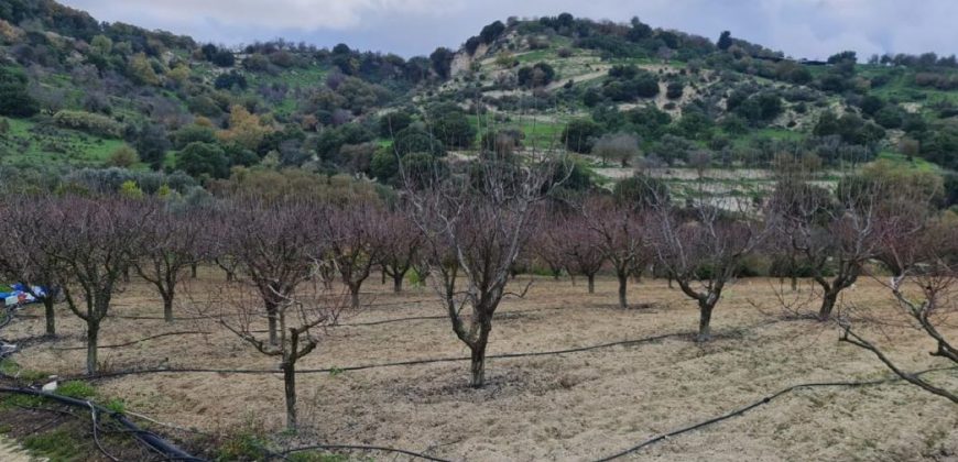 Paphos Kallepia Land Agricultural For Sale BC548