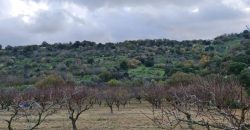 Paphos Kallepia Land Agricultural For Sale BC548