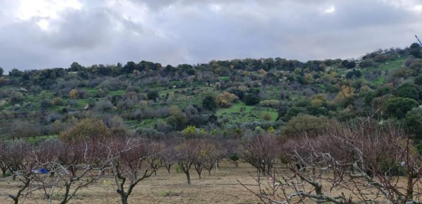 Paphos Kallepia Land Agricultural For Sale BC548