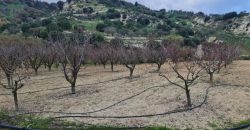 Paphos Kallepia Land Agricultural For Sale BC548