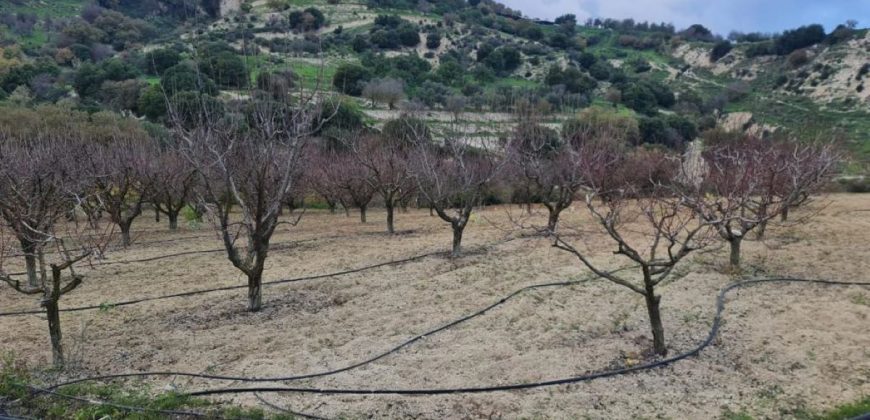 Paphos Kallepia Land Agricultural For Sale BC548