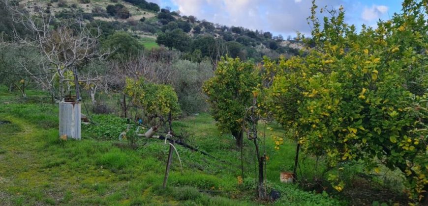 Paphos Kallepia Land Agricultural For Sale BC548