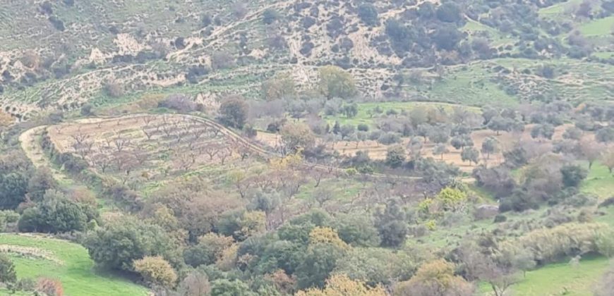 Paphos Kallepia Land Agricultural For Sale BC548