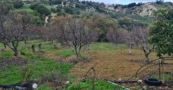 Paphos Kallepia Land Agricultural For Sale BC548