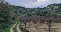 Paphos Kallepia Land Agricultural For Sale BC548