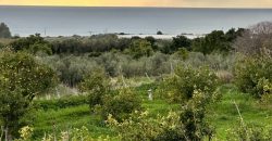 Paphos Kissonerga Agricultural Land For Sale BSH37082